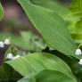 lily of the valley