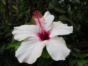 Hibiscus