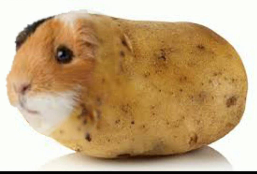 Illustration of Guinea Pig And Potato Soup