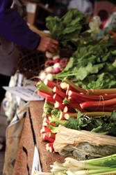 Farmer's Market - Rhubarb