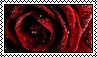 Red rose - stamp 4 by kas7ia