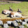 Wroclaw Zoo - kangaroos chilling out