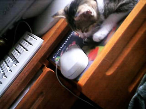 My PC - mouse -- and kitty