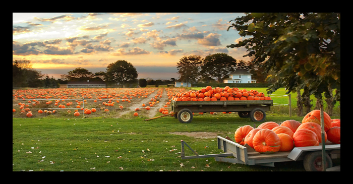 The Pumpkin Field