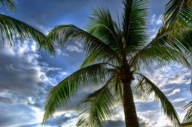 Philippine Palm