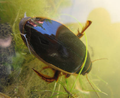 Great diving beetle (male) 3