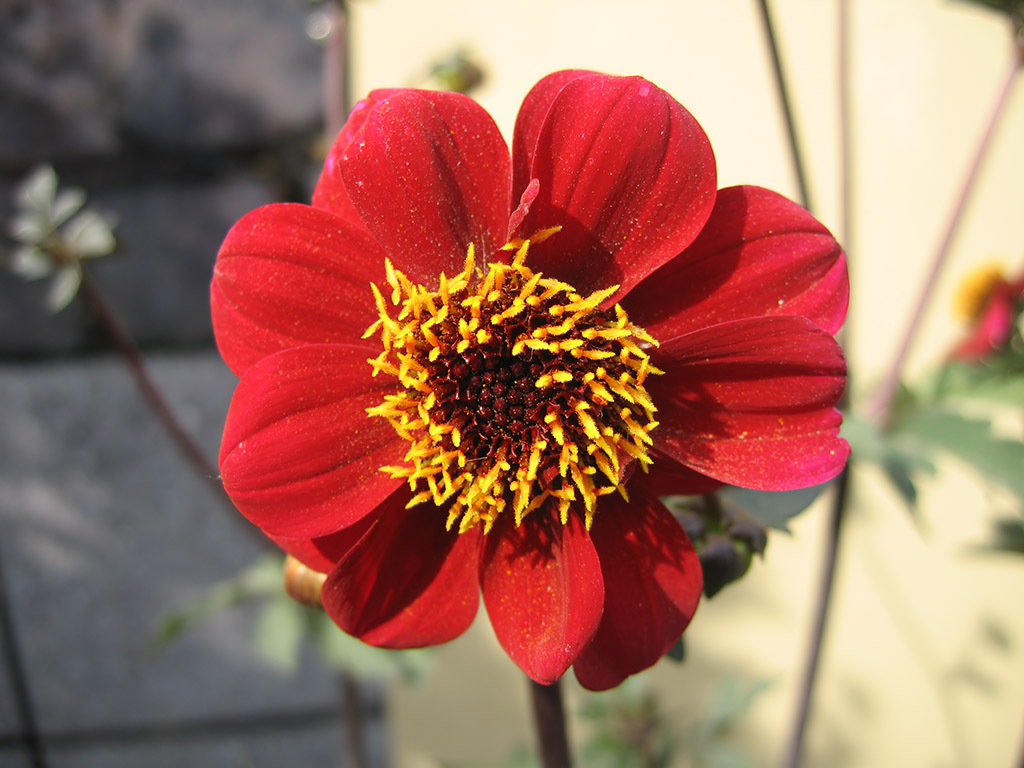 Dahlia 'Bishop of Llandff'