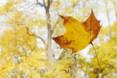 A Falling Leaf