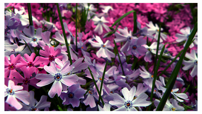 Phlox Bouquet