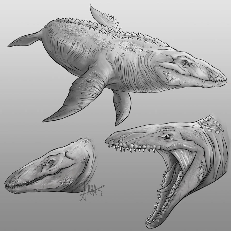 Mosasaurus sketches by alledraws on DeviantArt