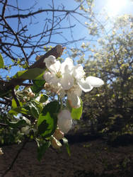 Apple Blossom