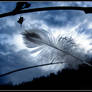 Feather On The Wind