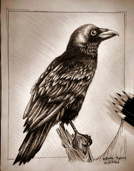 Raven (#birds no.2)