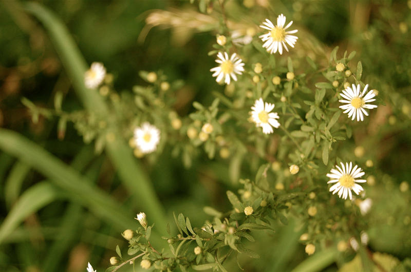 daisies