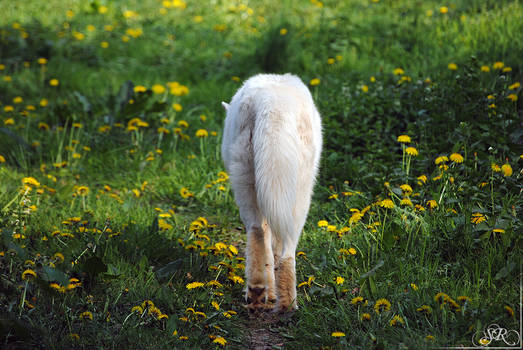 Dandelion Walk