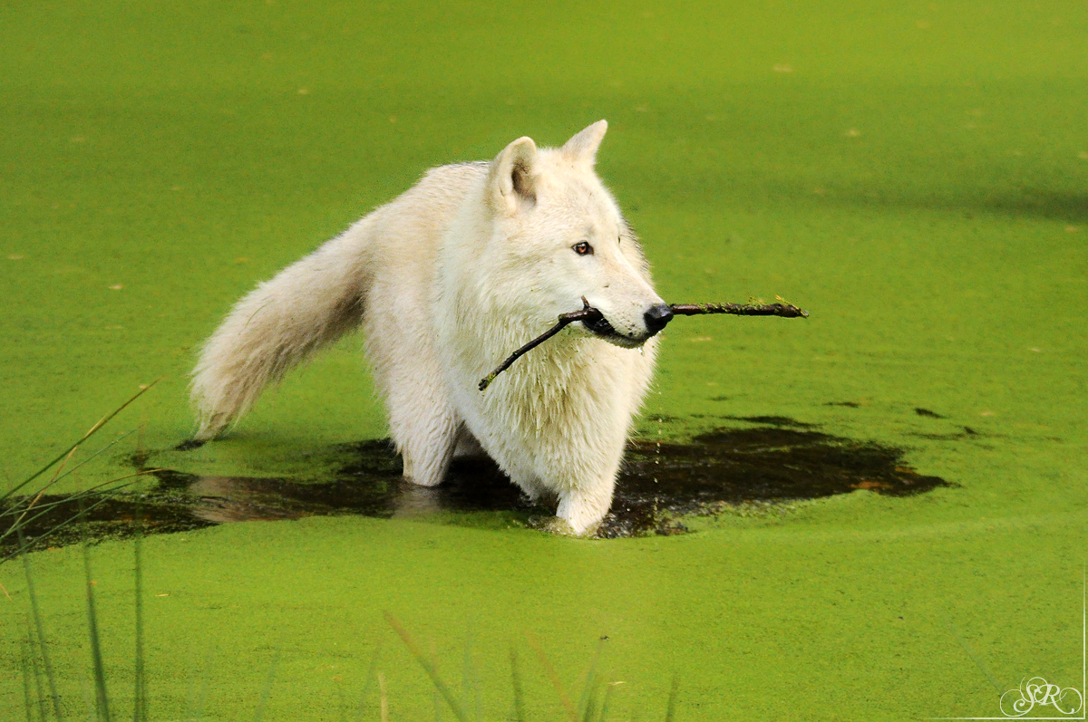 In the Pond