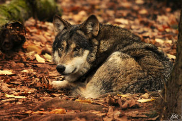 Laying down in Autumn's Bed