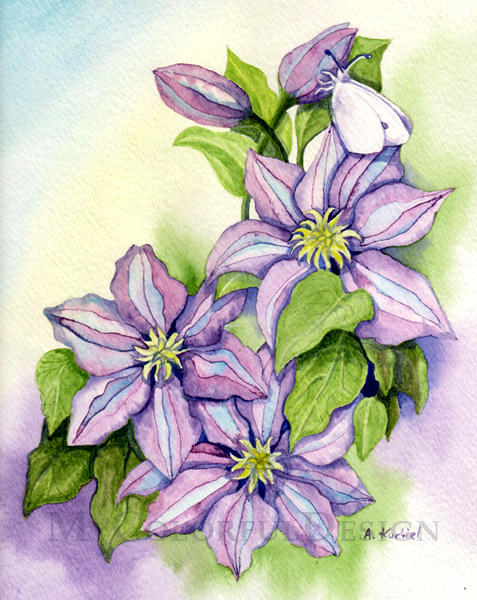 Clematis by Alina-Kurbiel