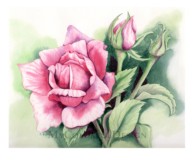 Pink Rose by Alina-Kurbiel on DeviantArt