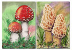 ACEO Mushrooms by Alina-Kurbiel