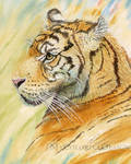 Tiger in Grassland by Alina-Kurbiel