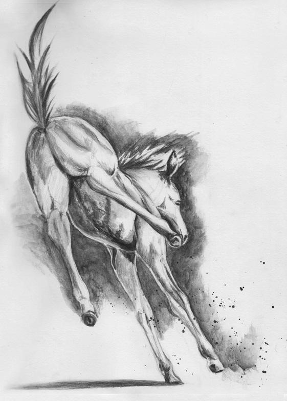 Deviantart Animal Jumping Jump by Alina-Kurbiel on DeviantArt