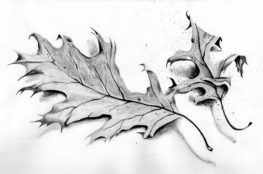 Oak Leaves