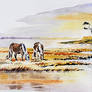 Chincoteague Ponies