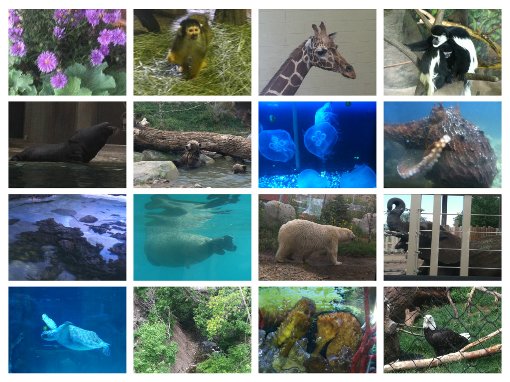 Zoo/Aquarium Collage