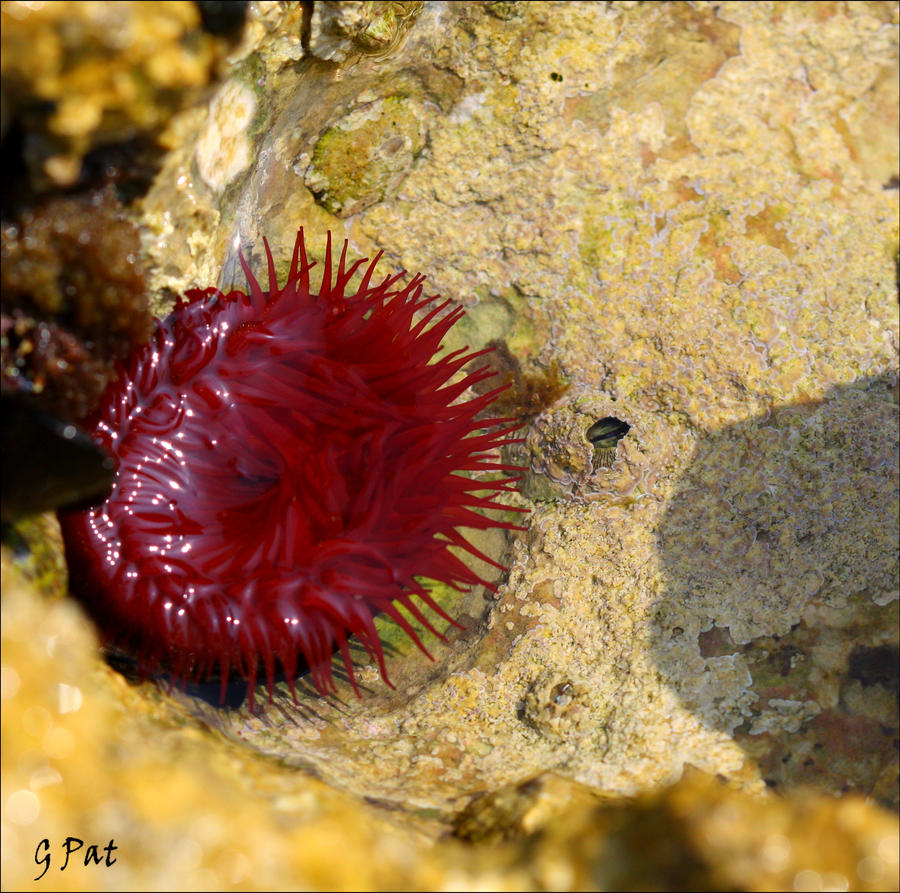 Anemone de mer