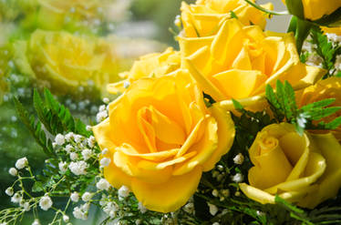 Yellow Roses