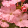 Pink Verbena