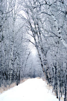 The Snow has Returned