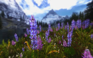 Skyrim-beautification-project-screenshot-189