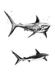 Sharks by Cactay