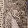 Ivan the peacock pen and ink drawing