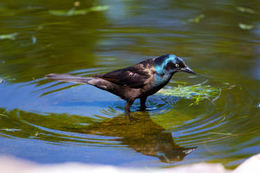 Black and Blue Two