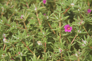 Succulent Flower