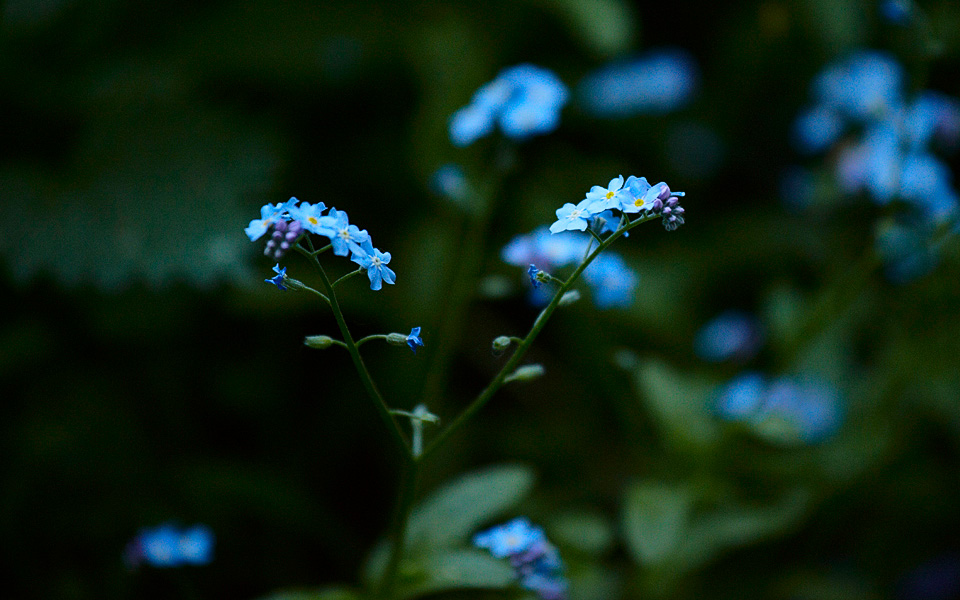 Blue twins