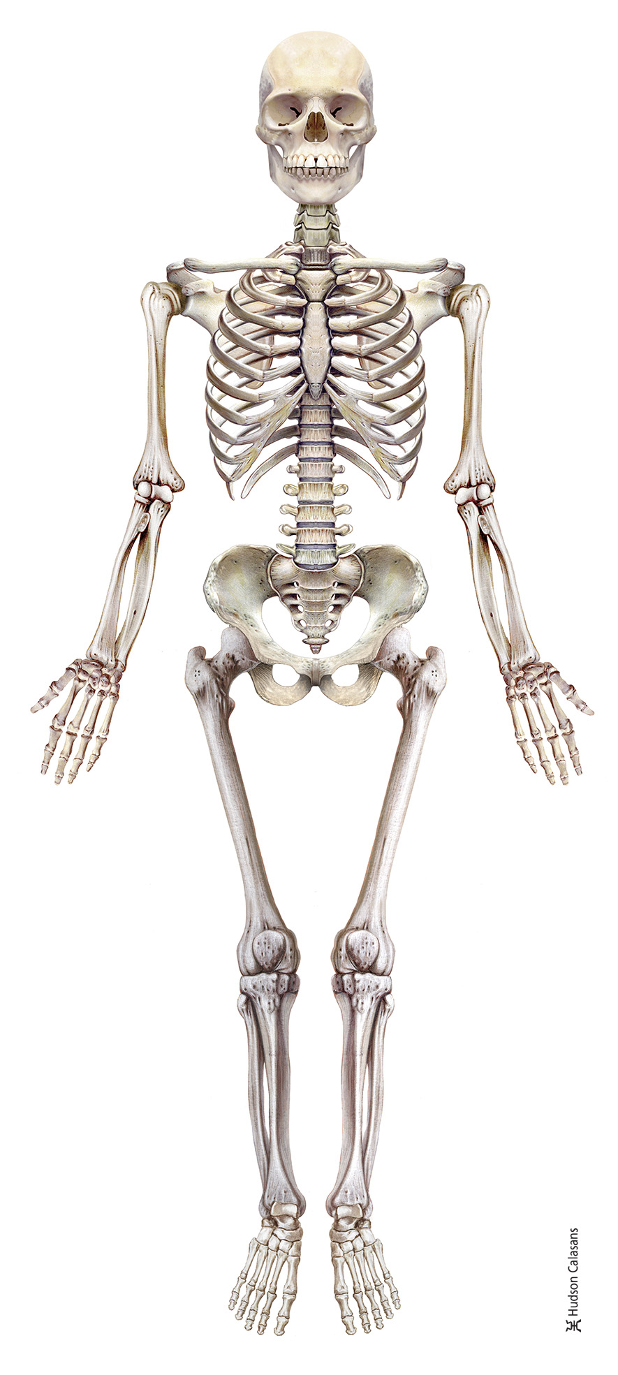 skeleton anatomical pose