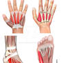 Hand and foot muscles