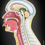 Head and neck, saggital section