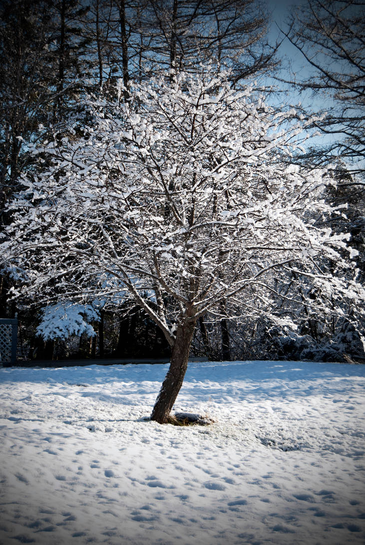 Russell Tree Russell's Tree by Singler on DeviantArt