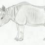 Pygmy rhinoceros