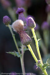 Thistle