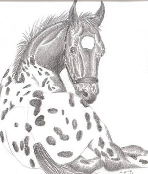 Appaloosa Foal