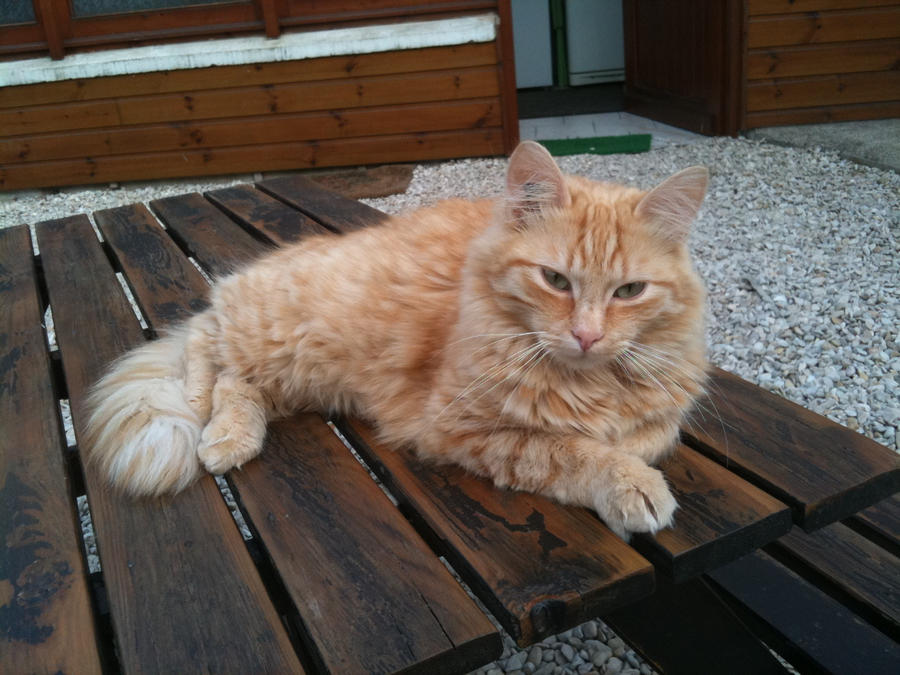 Orcus, classy cat by RipperBlackstaff on DeviantArt