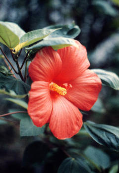 Hibiscus2