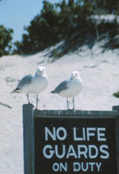 Seagulls2