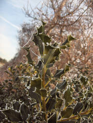 Frosty Holly